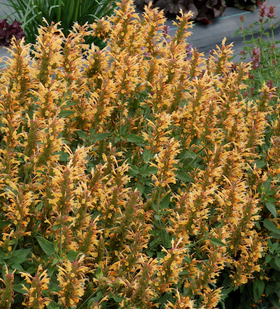 AGASTACHE Kudos Gold